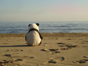 12 agosto 2011: Google Panda parte anche in Italia
